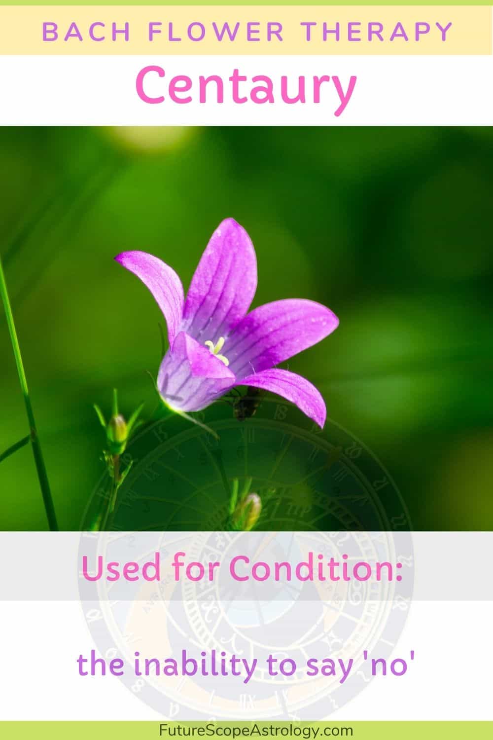 Centaury in Bach flower therapy properties, benefits, uses