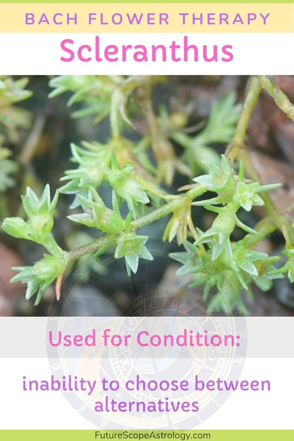 Scleranthus in Bach flower therapy properties, benefits, uses