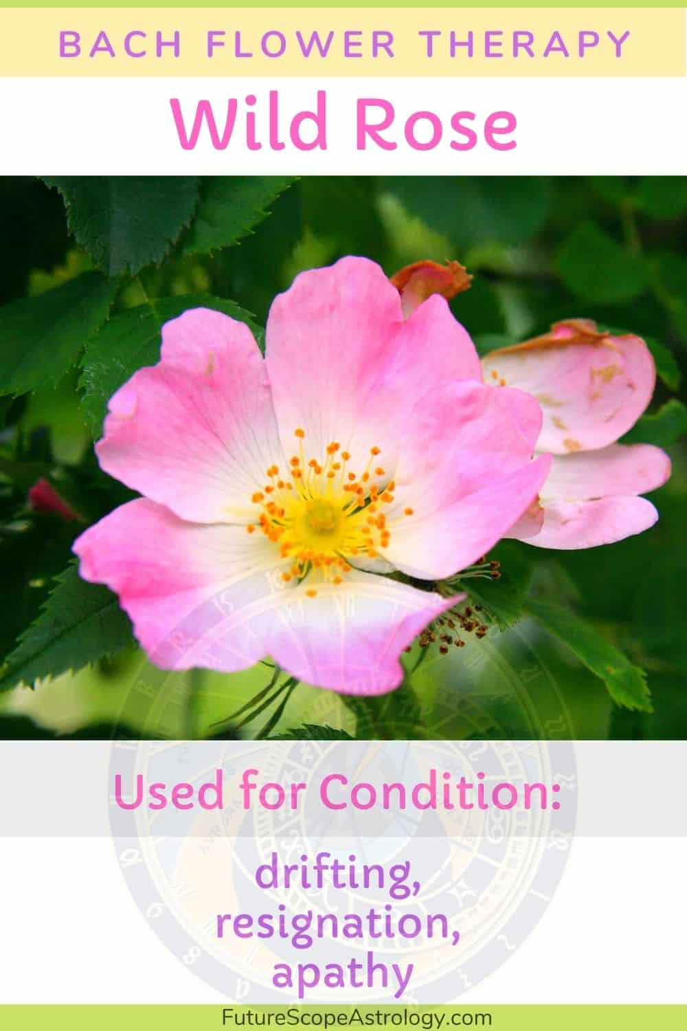 wild-rose-in-bach-flower-therapy-properties-benefits-uses