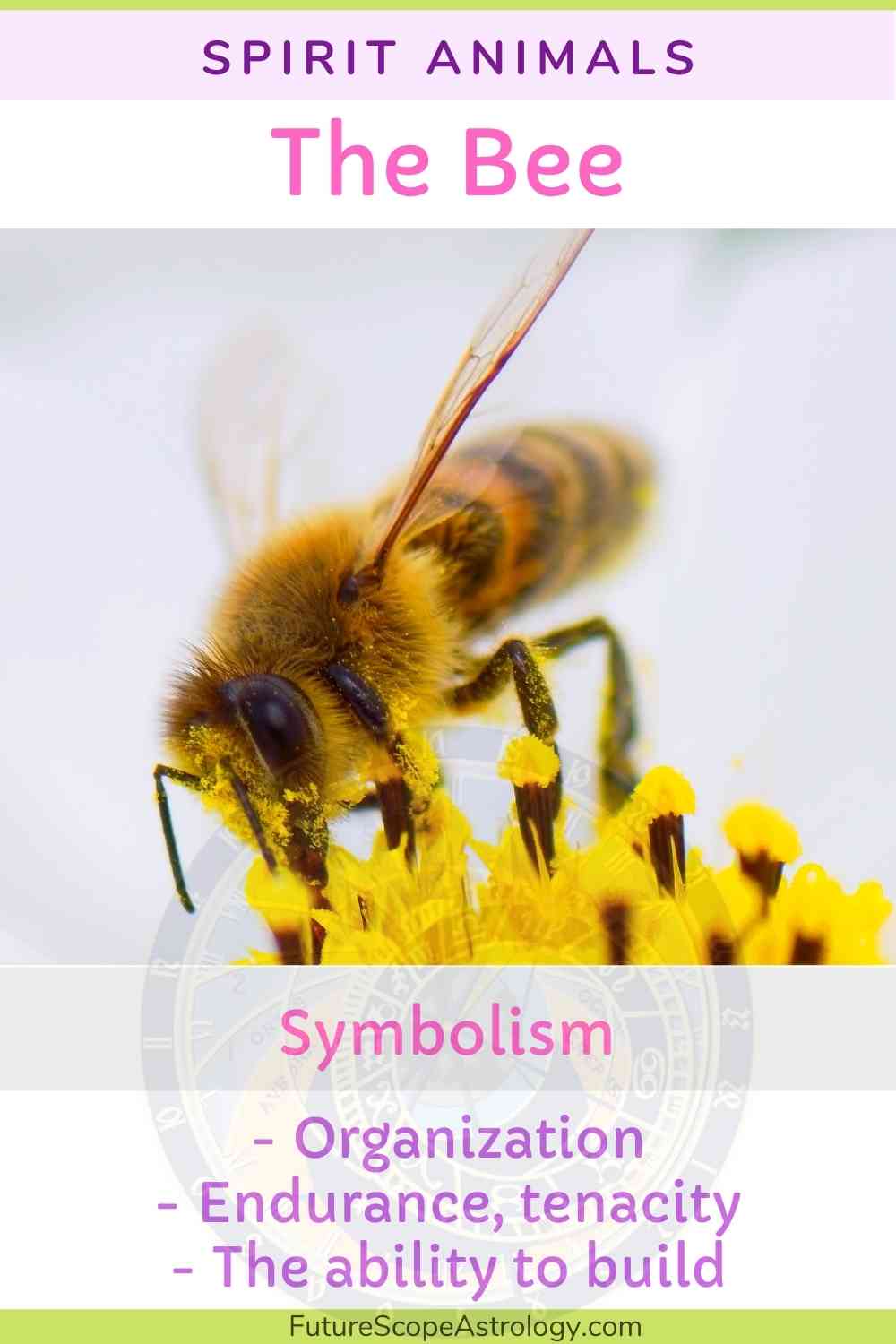 Spirit Animals: symbolism, meaning, dreams, message - FutureScope